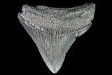 Juvenile Megalodon Tooth - Georgia #75329-1